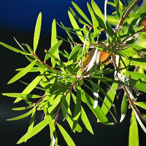 Bottlebrush