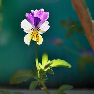 Gartenblume