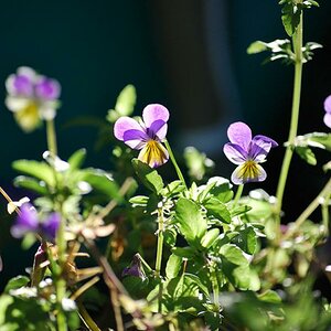 Gartenblumen