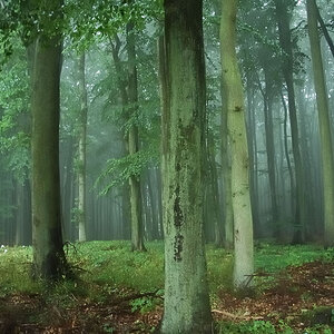 Rügen