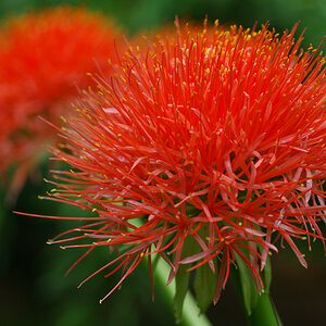rätselblume
