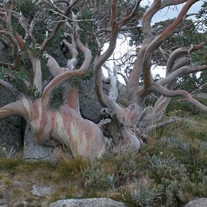 Snow Gum - Mt. Kosciuszko