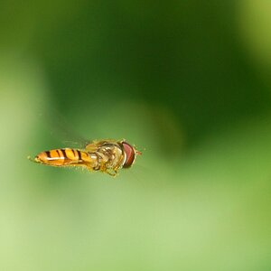 Schwebfliege im Flug