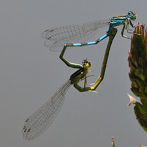 Libelle 042