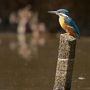 Eisvogel20