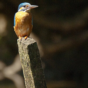 Eisvogel19