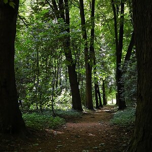 Übung Licht im Wald