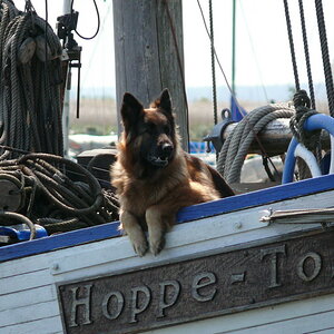 wachhund   Kamminke   usedom    37