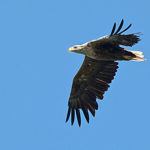 Adler2