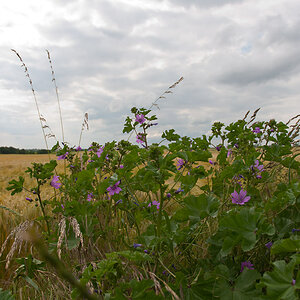 DSC 3701