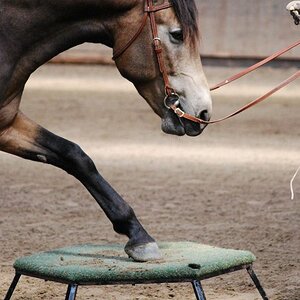 show DSC 0106