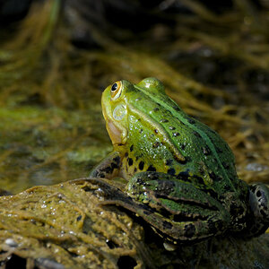 Frosch 1