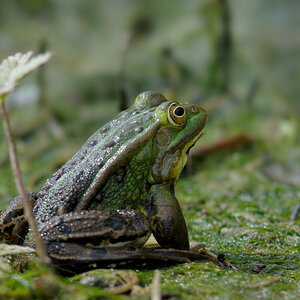 Frosch 2