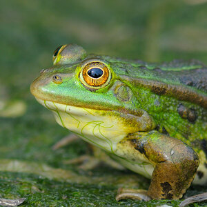 Frosch 3