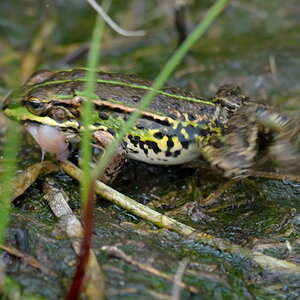 Frosch 4