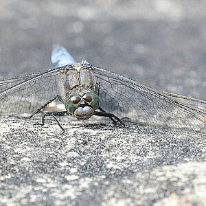 Libelle 020