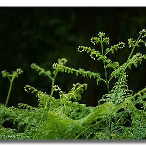 Y72 0755 WEB FORUM