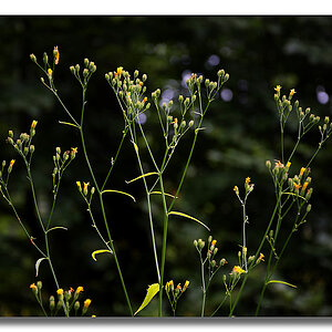 Y72 0758 WEB FORUM