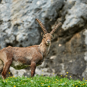 Steinbock1