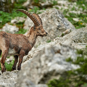 Steinbock4