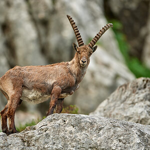 Steinbock6