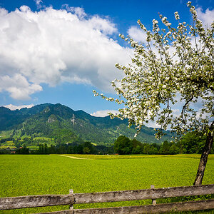 Baumblüte Mühlbach