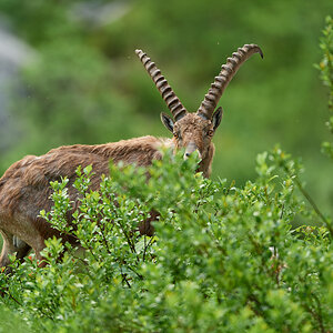 Steinbock7