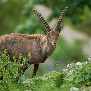 Steinbock8