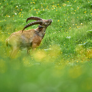 Steinbock15