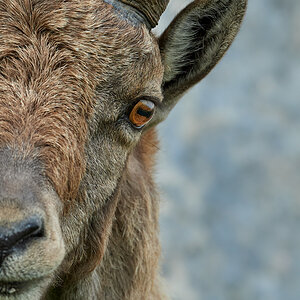 Steinbock16