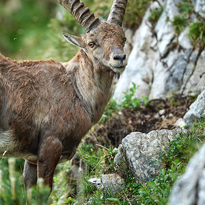 Steinbock18