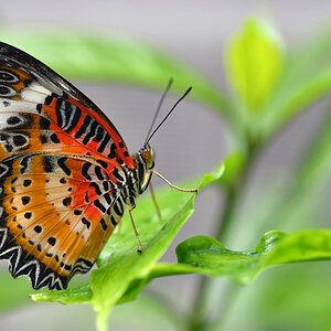 Cethosia cyane Leoparden Netzflügler