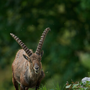 Steinbock10