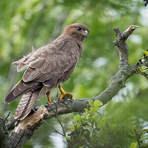 D50 2243 Bussard IIA 5 2017