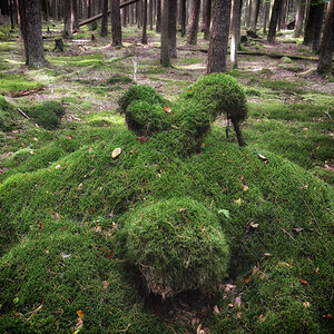 waldwesen