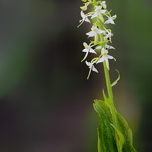 17 05 23 15779 waldhyazinthe