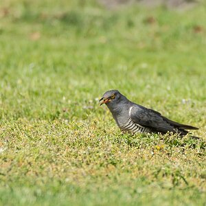 comp 20170515 DSC 5780