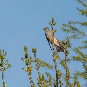 comp 20170514 DSC 5718