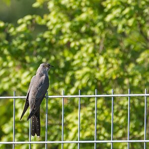 comp 20170517 DSC 5810