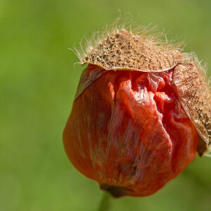 Mohn 1