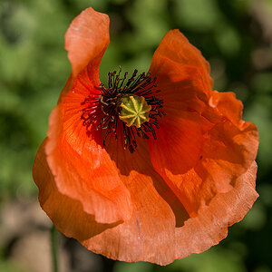 Mohn 2