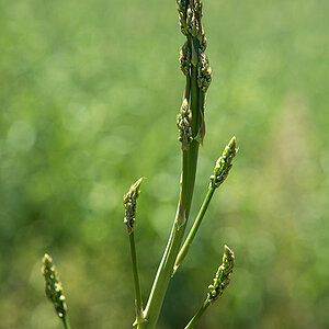 Wilder Spargel