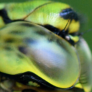 libelle 001 001 01