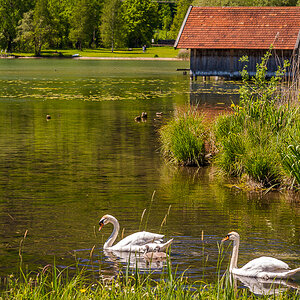 Schwäne am Kochelsee