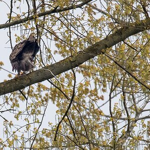 D50 0455 da hast Du IA 5 2017