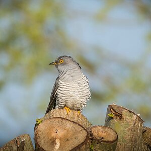 comp 20170512 DSC 5669 2