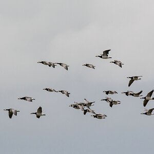 comp 20170508 DSC 5429