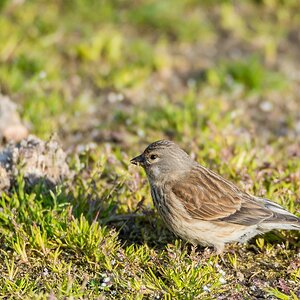 comp 20170511 DSC 5625