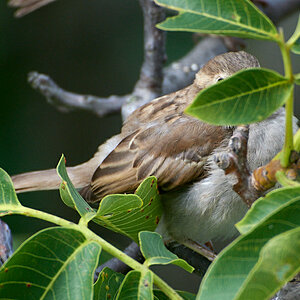 NIKON 1 J5, ISO 400, 1/320s, f/5.6, 300 mm
Eins, zwei, drei, vier Eckstein, alles muß versteckt sein ... :-)