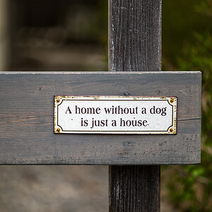 House dog
